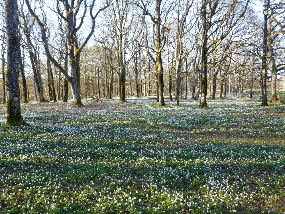 Hvitveisblomstring på Jomfruland