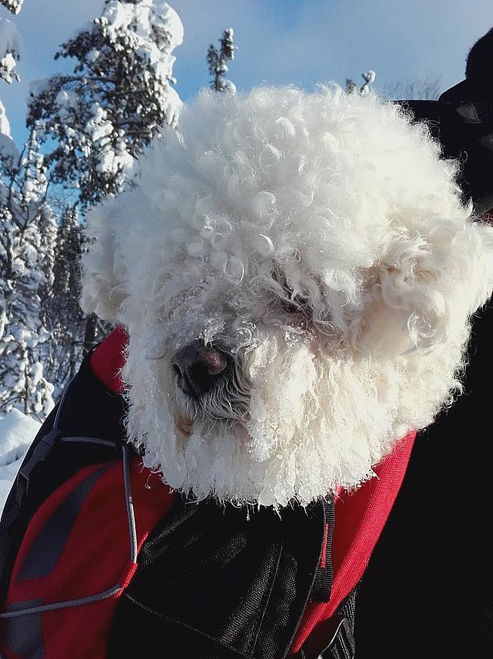 Chico, en sliten hund som synes sekken var helt greit