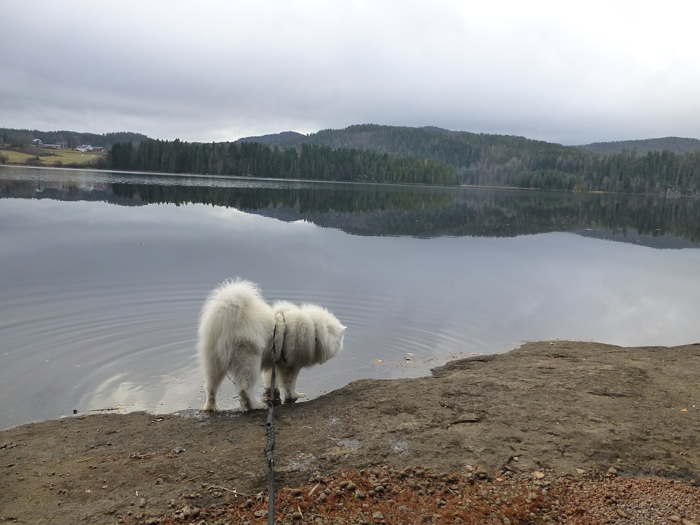 Anjing vasser på badeplassen på Børja