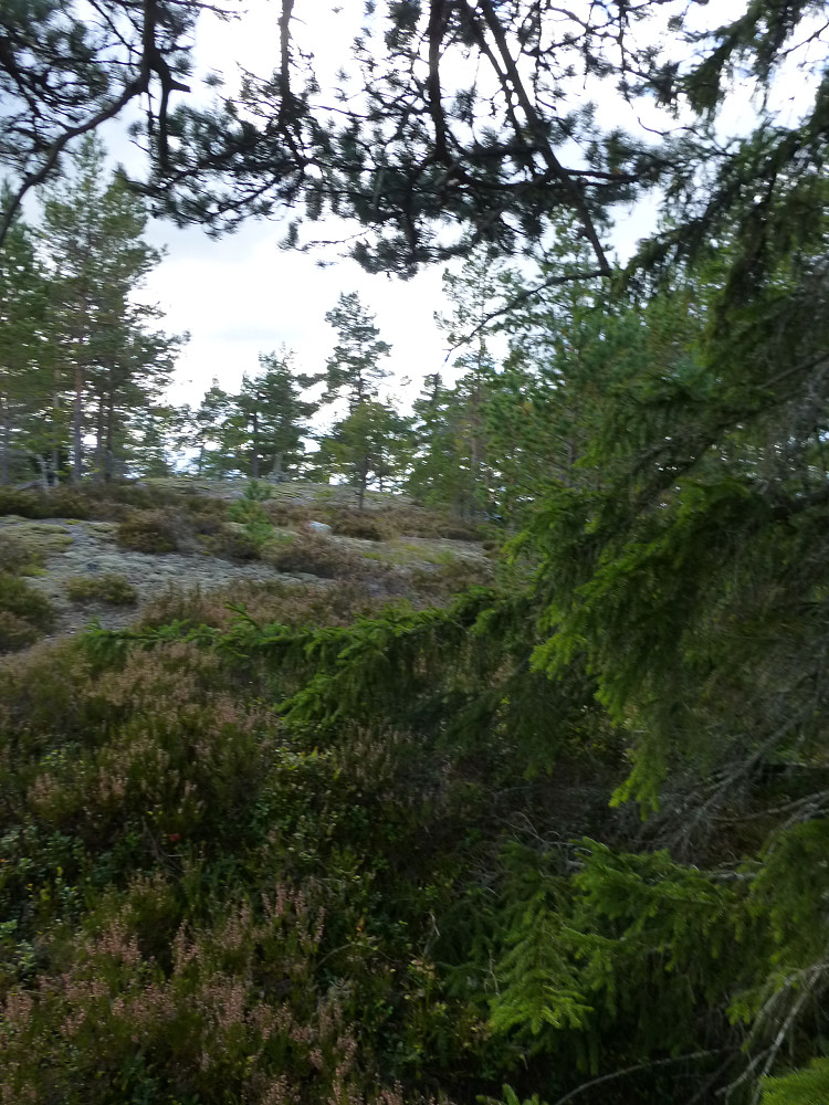 Toppen i sikte