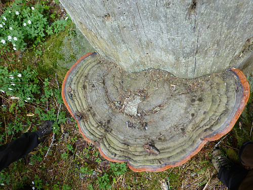 Diger rødrandkjuke