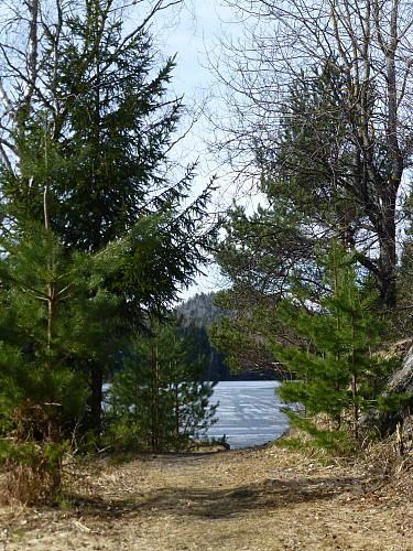 Ørnstjern