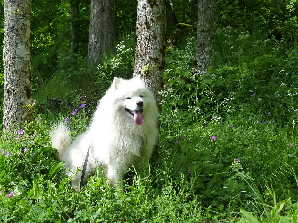Anjing i blomsterenga på utsiktspunktet
