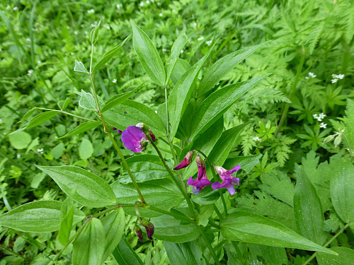 vårerteknappen i blomst