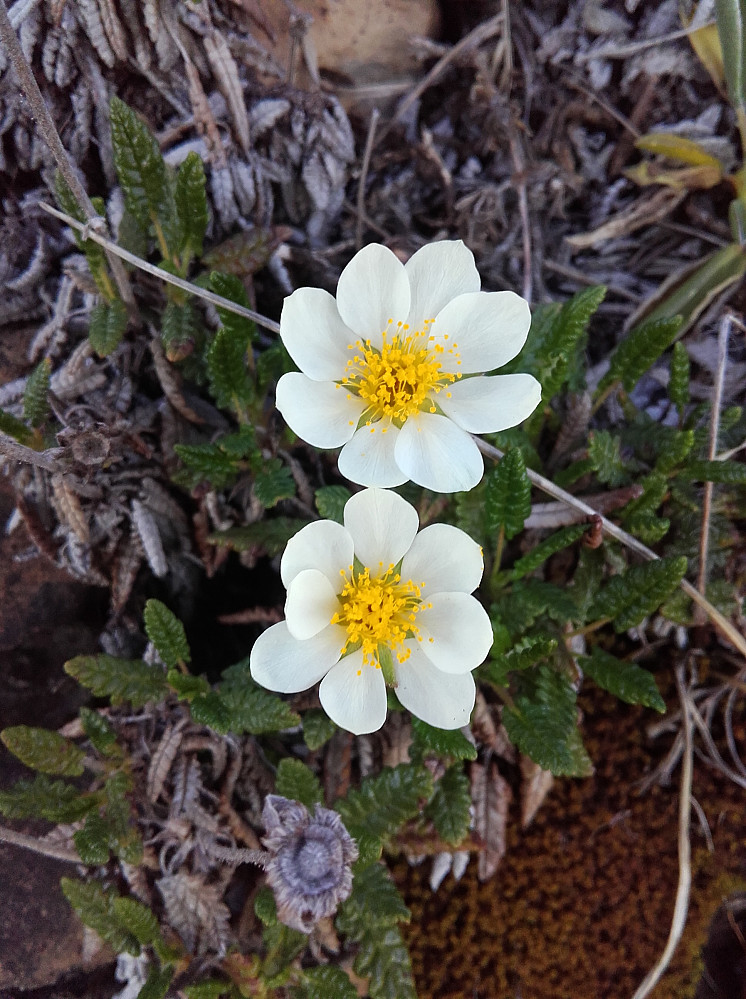 Reinrose fra Langøya