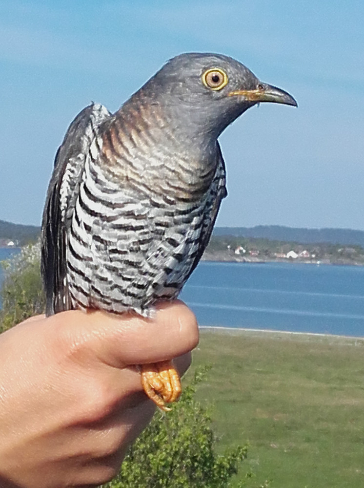 Gjøk