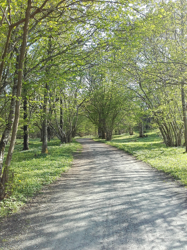Vårstemning i hasselskogen