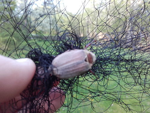 Oldenborrer som har skikkelig vikles seg inn i fangsnettet for fugl.