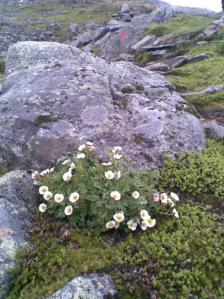 Issoleie