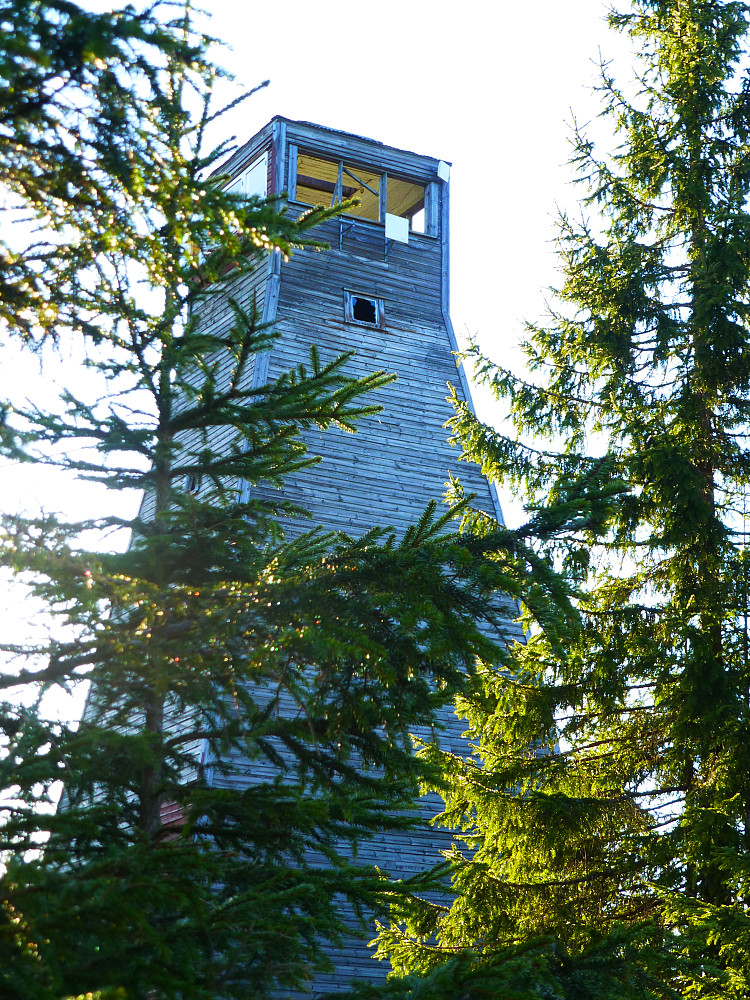 Tårnet dukker fram fra skogen