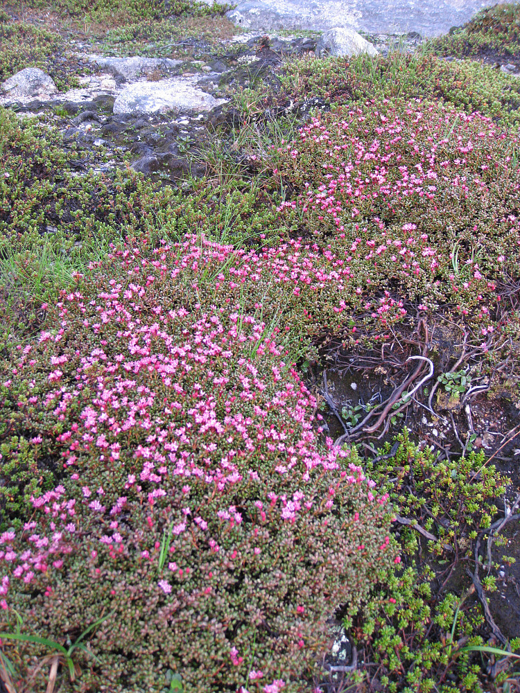 Greplyng i blomstring