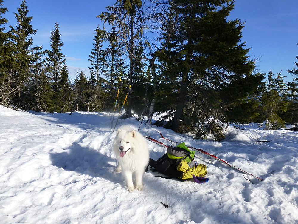 Anjing på toppen av Marifjell