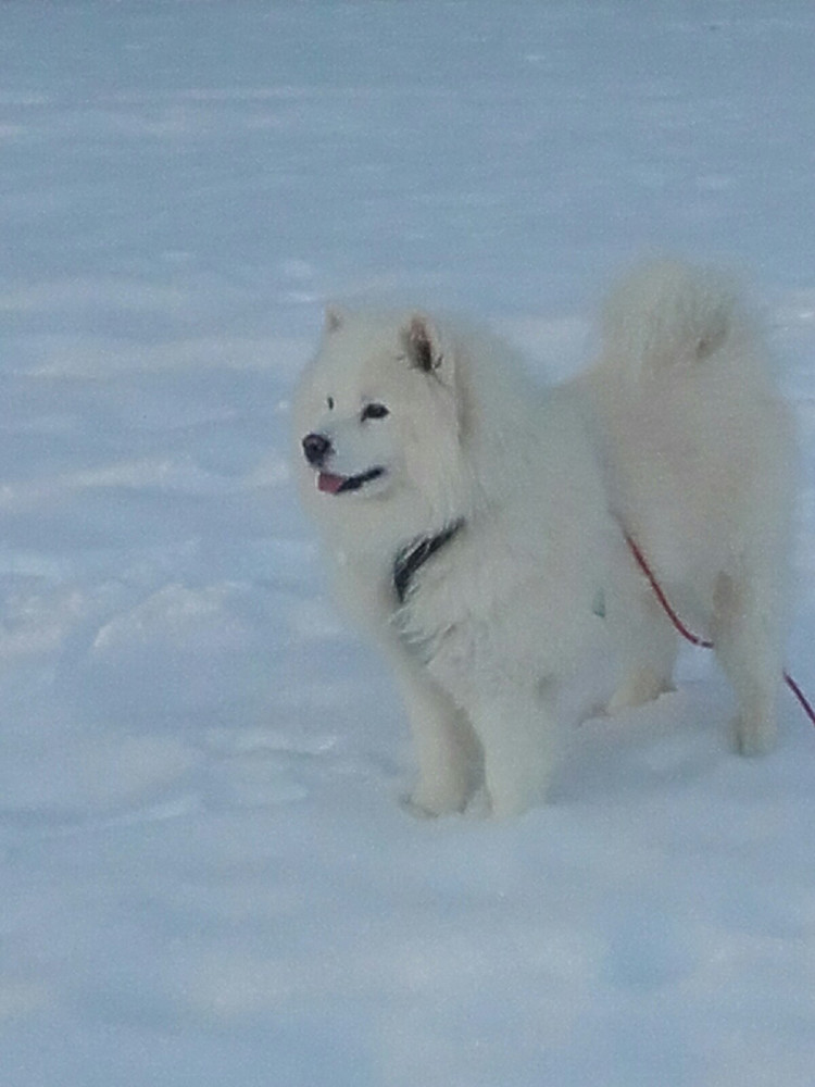 En glad hund på tur som elsker kulde