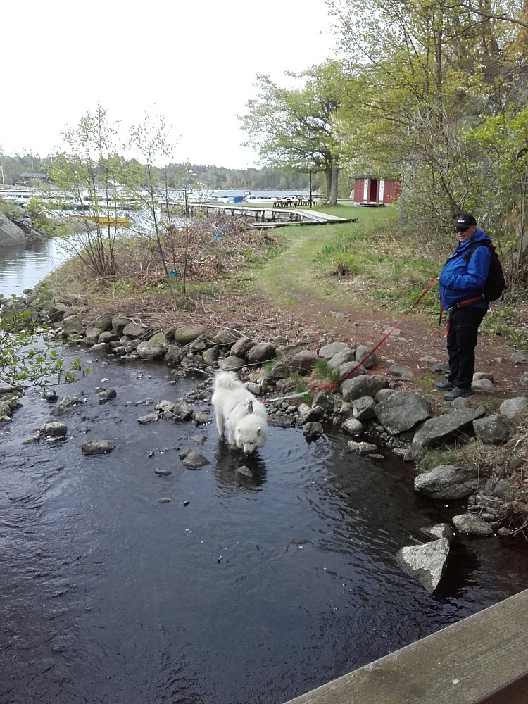 En tørst hund ved Lisbetstrand