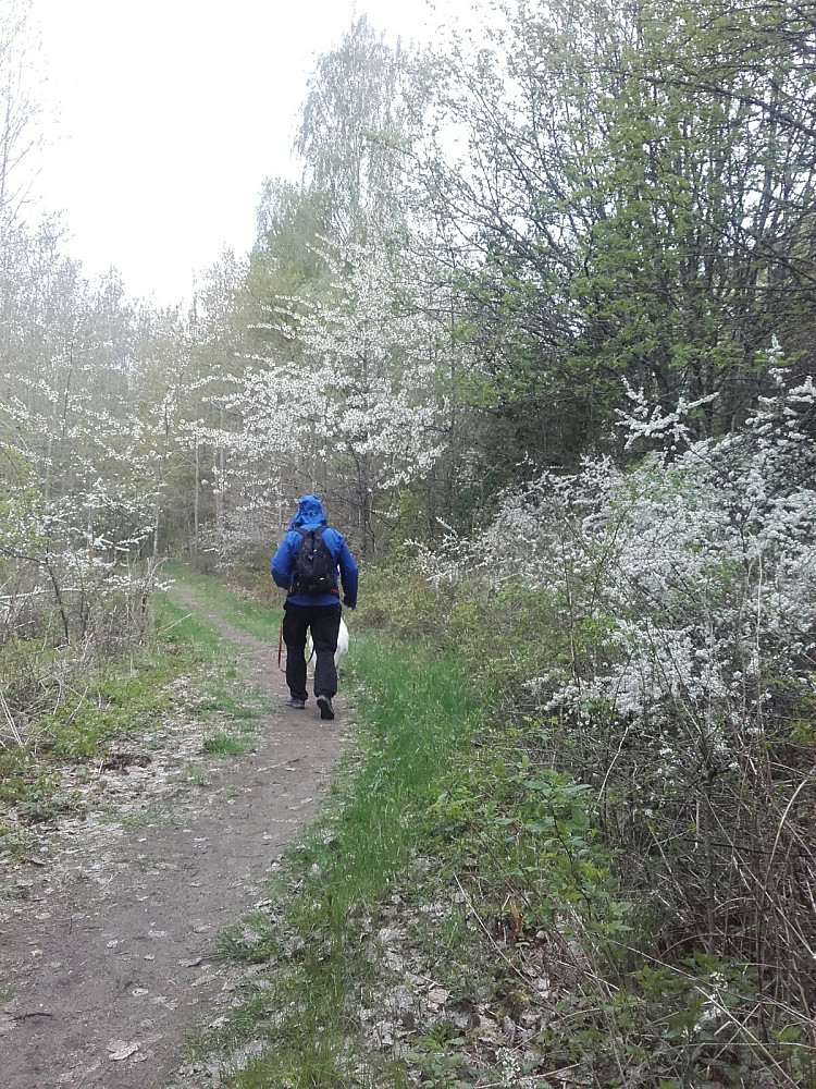 Flott blomstring av slåpetorn og kirsebær