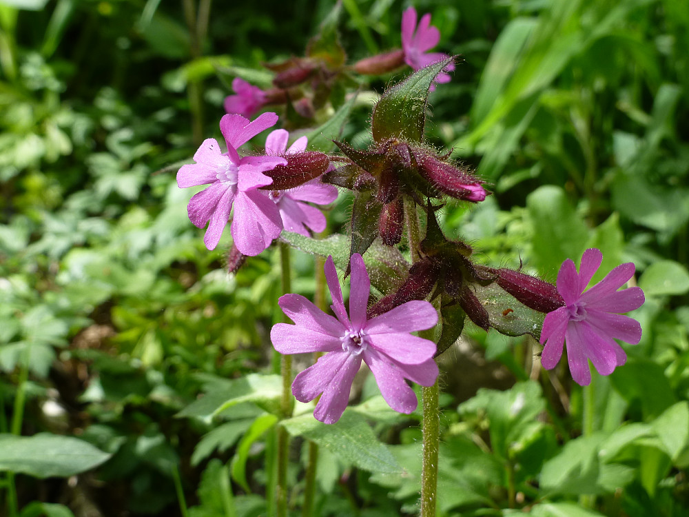 Rød jonsokblom i full blomst