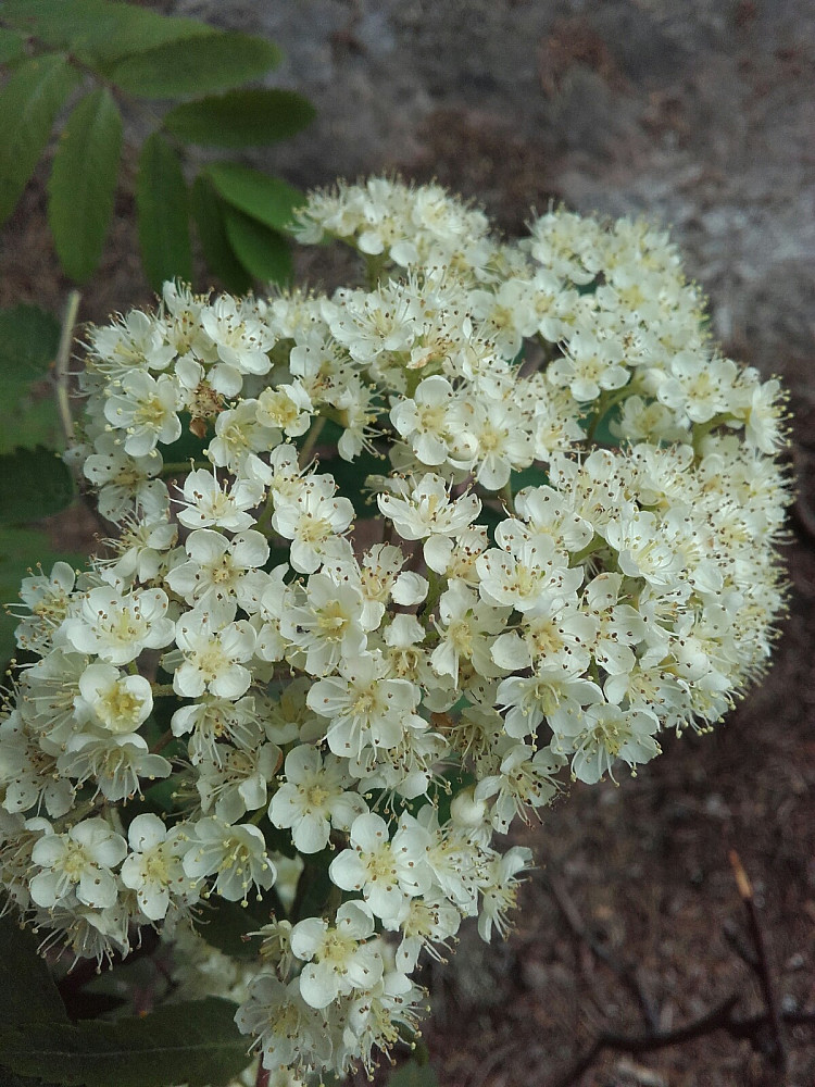 Rognblomster