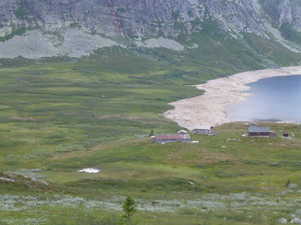 Hellebui