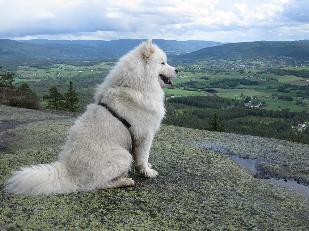 Anjing nyter utsikten over Bø fra Liheia