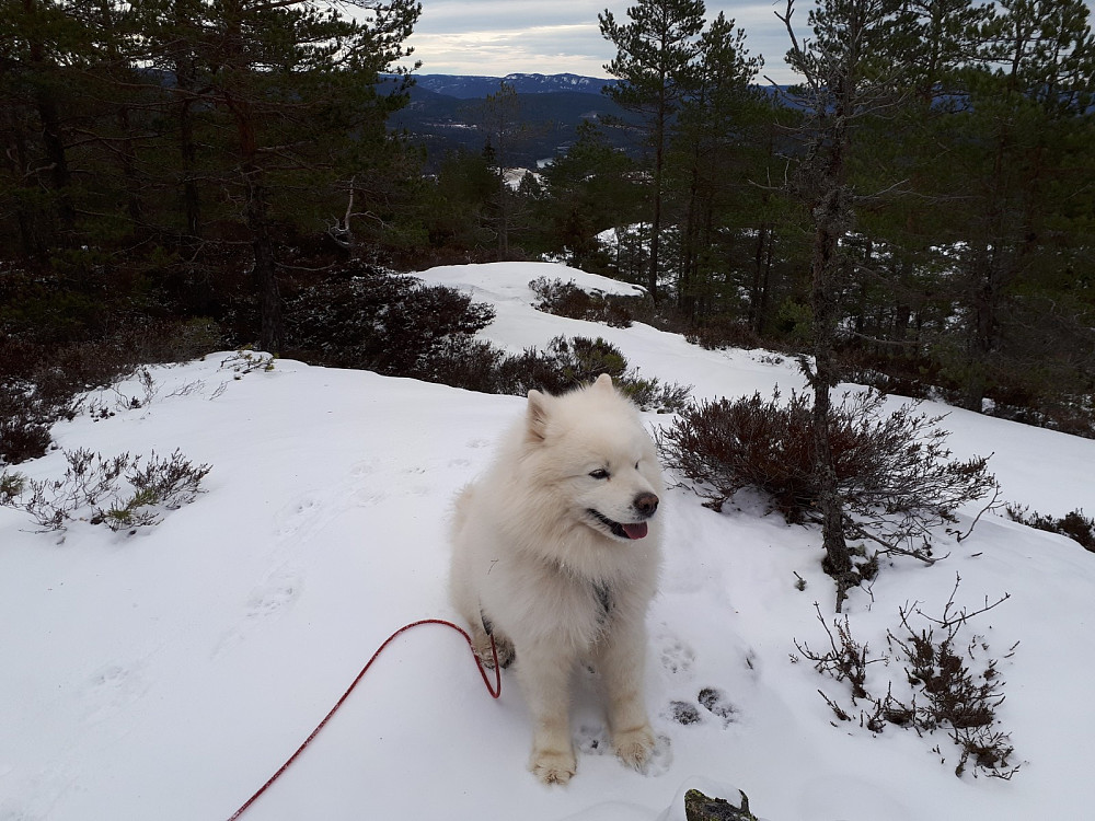 Litt utsikt mot Norsjø med linselusa Anjing