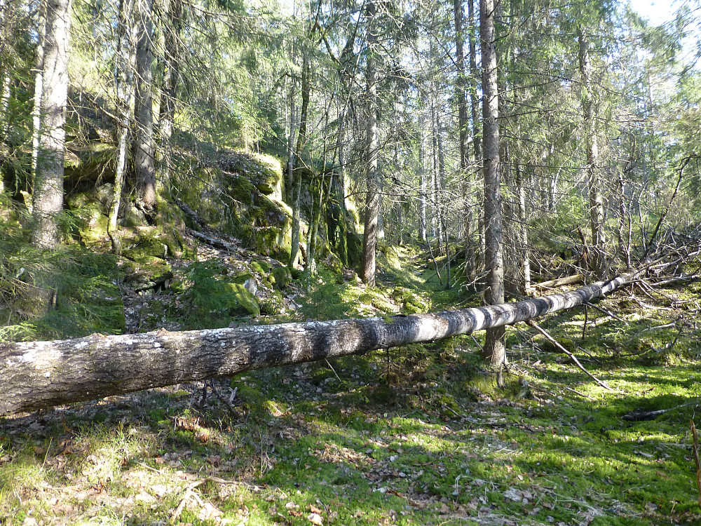 Villgåing på tur ned i fin mose, her med ei stor osp som har falt