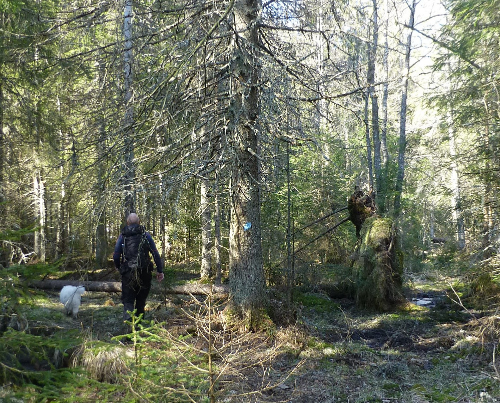 Inn i trollskogen