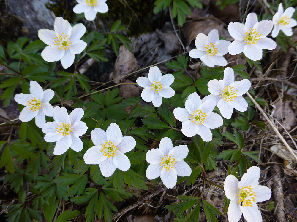 Hvitveisen i full blomst