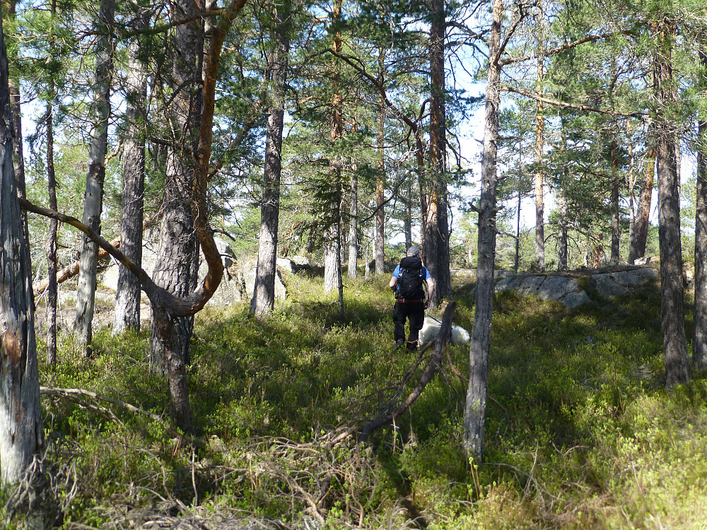 Toppområdet med furu og blåbærlyng