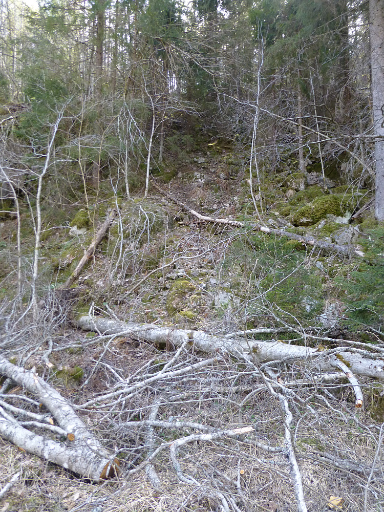 Her starter stien/tråkket opp lia. Hogd langs vegen i det siste så måtte hoppe litt over nedfalls i starten