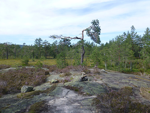 Innover mot toppen på sva, myr og furuskog