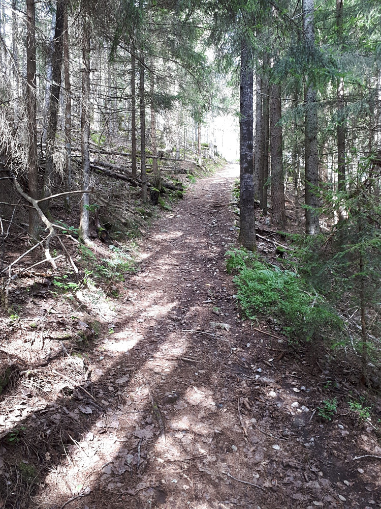 Starten på stien etter å ha kommet inn i skogen