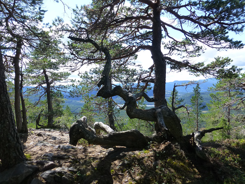 Krokfuru som gjør skogen levende