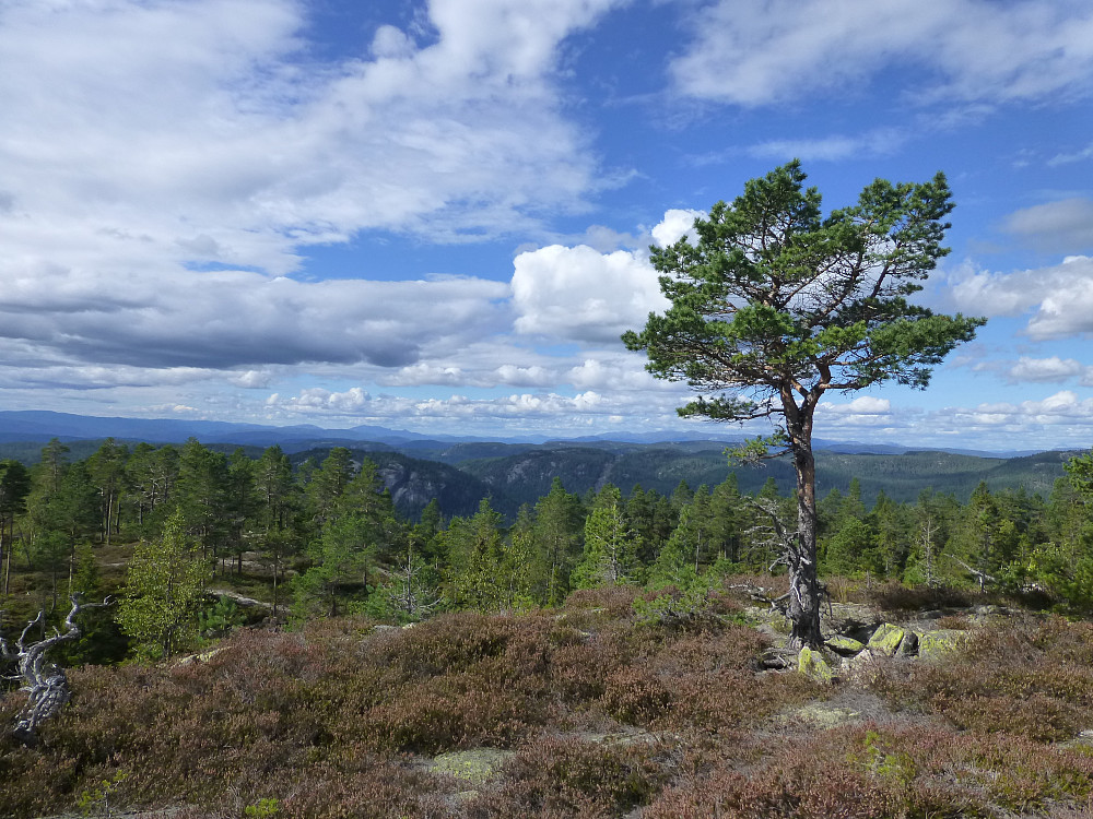 Utsikt fra toppen mot Lifjell
