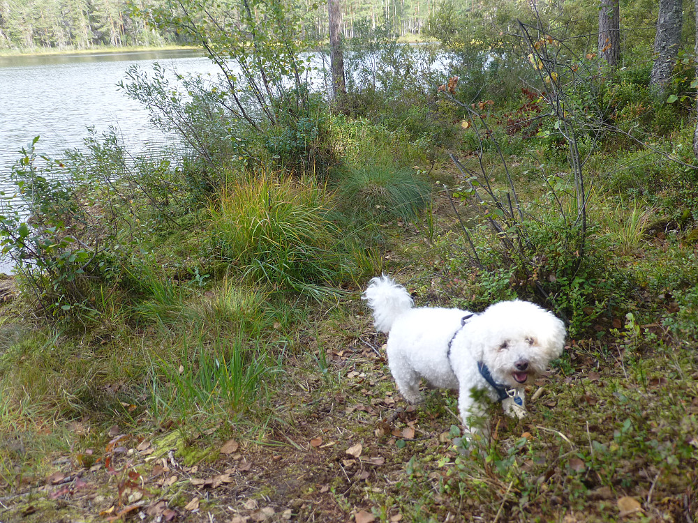 Chico i farta. Han holdt farta på hele turen. Klatre og hoppa oppover og kasta seg utfor. Tøffing dette. Men sliten på slutten var han.