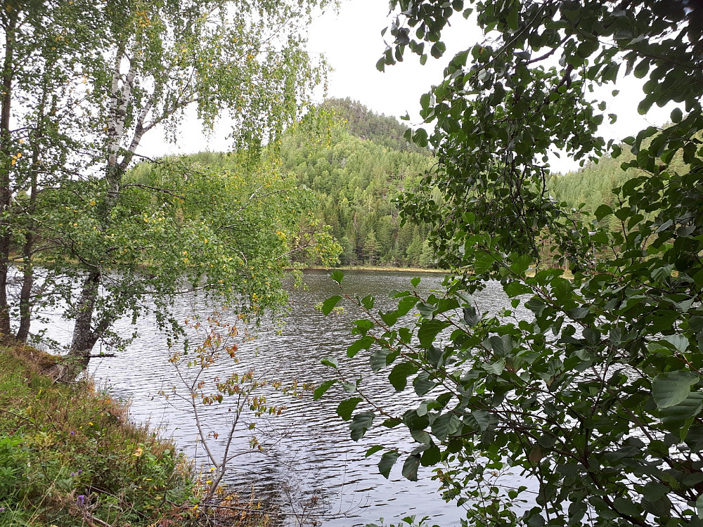 Einarsknatten bak bladsløret, ved Butjenn