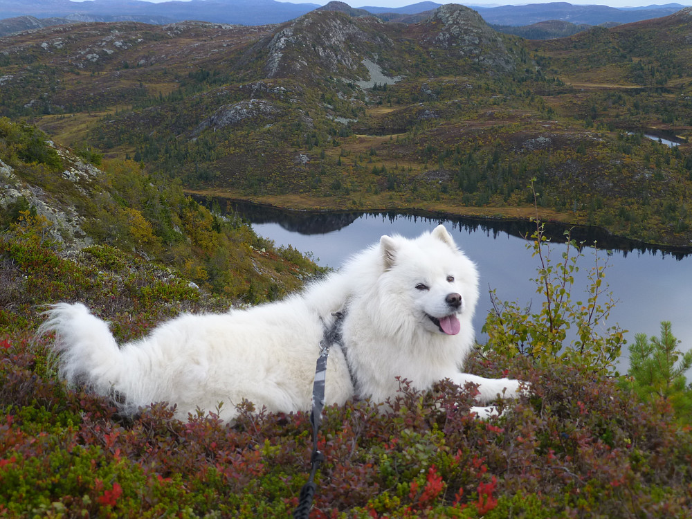 Anjing slapper av på toppen med flott utsikt