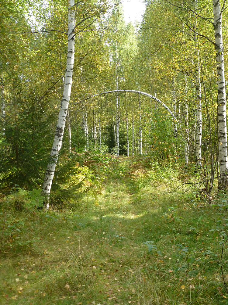 Her har jeg gått feil, men det var her vi gikk som barn for å komme ned til badestranda