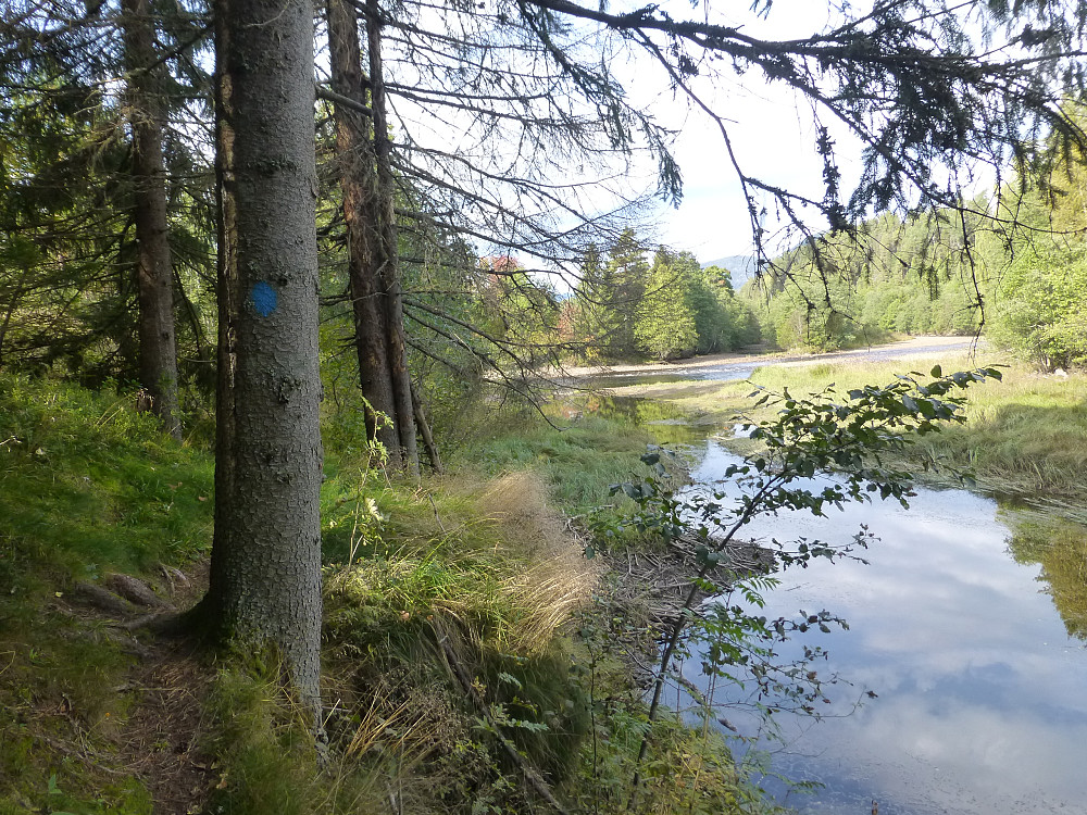 Så forbi beverhytta ved Øya, det dukke også opp en hjortelusflue her, frodig terreng dette.