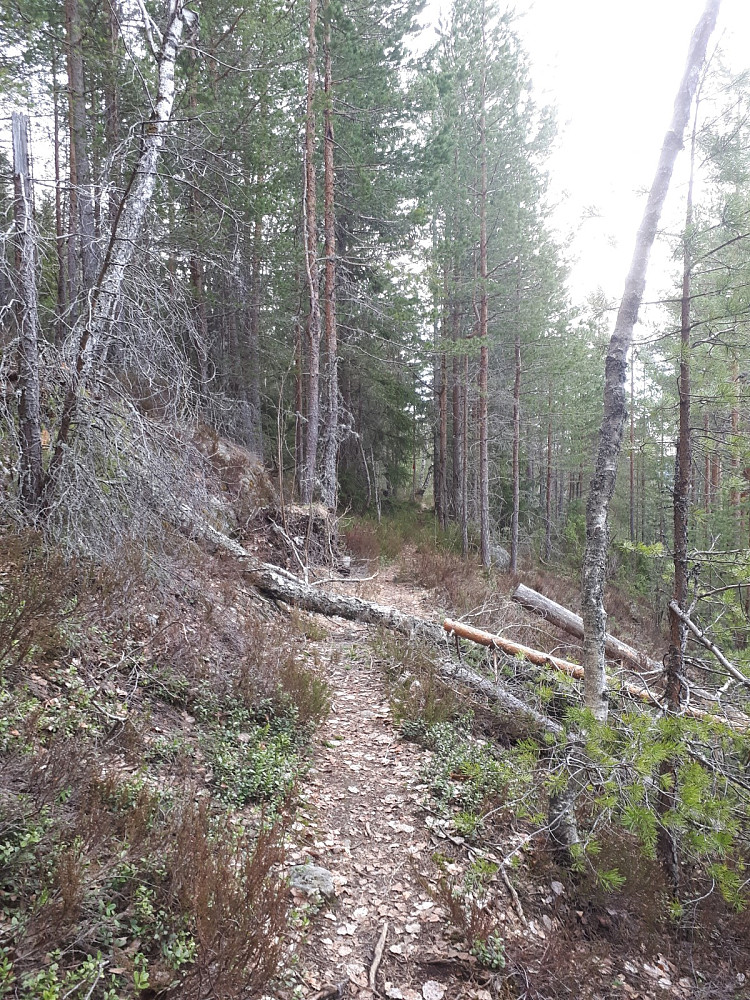 Fin og godt merket sti oppover lia
