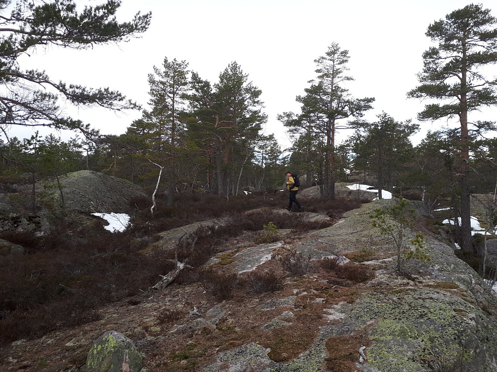 Fint og snøfritt bortetter åsen, merket godt, bare det siste stykket mot høyeste som ikke er merket