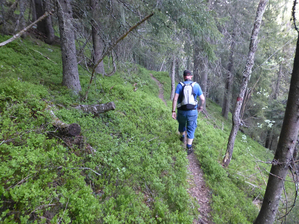 Fin sti, men den gikk til tider i bratt terreng. Veldig frodig i skogen nå