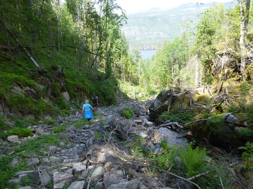 I stedet for å gå omvegen på traktorvegen nedigjen, så prøvde vi skogsdriftsvegen ned. Den var som forventet steinete og full av bråta.