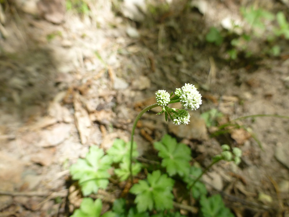 Sanikkel