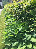 marithovi_20170618_59467dfd15098.jpg