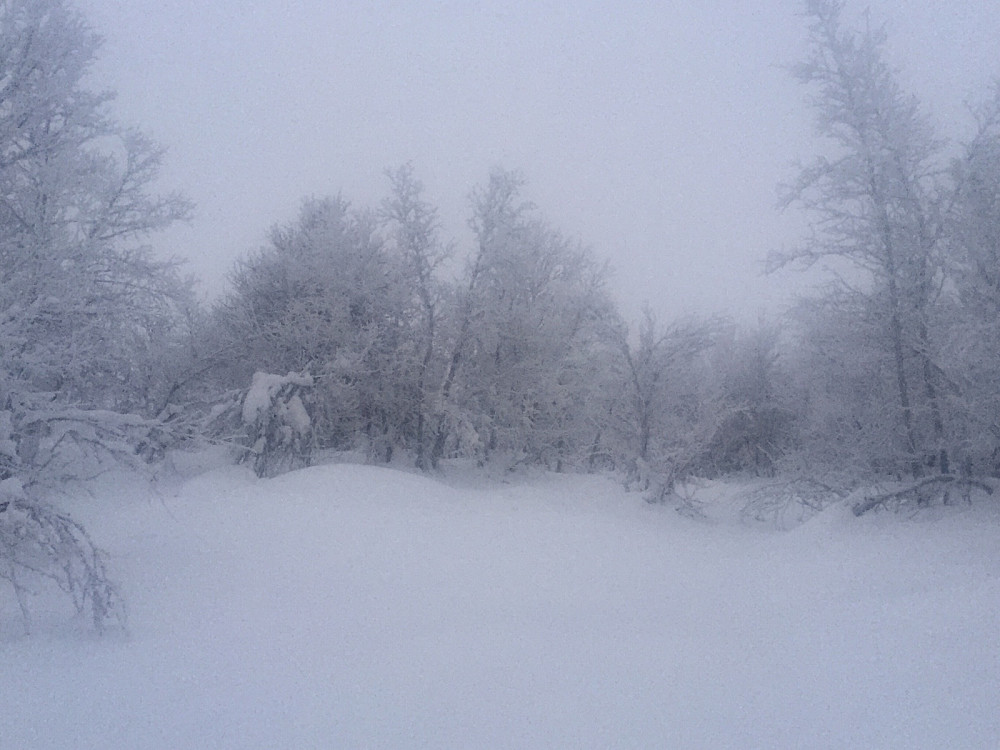 Trolsk stemning på vei opp fra Ulset mot Ålfjell. Snødd minst 20 cm siden 2. januar.