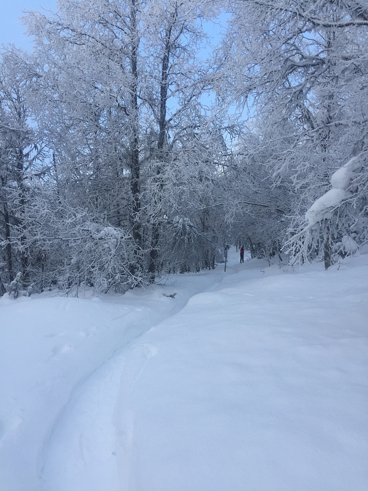 Nydelig i skogen!