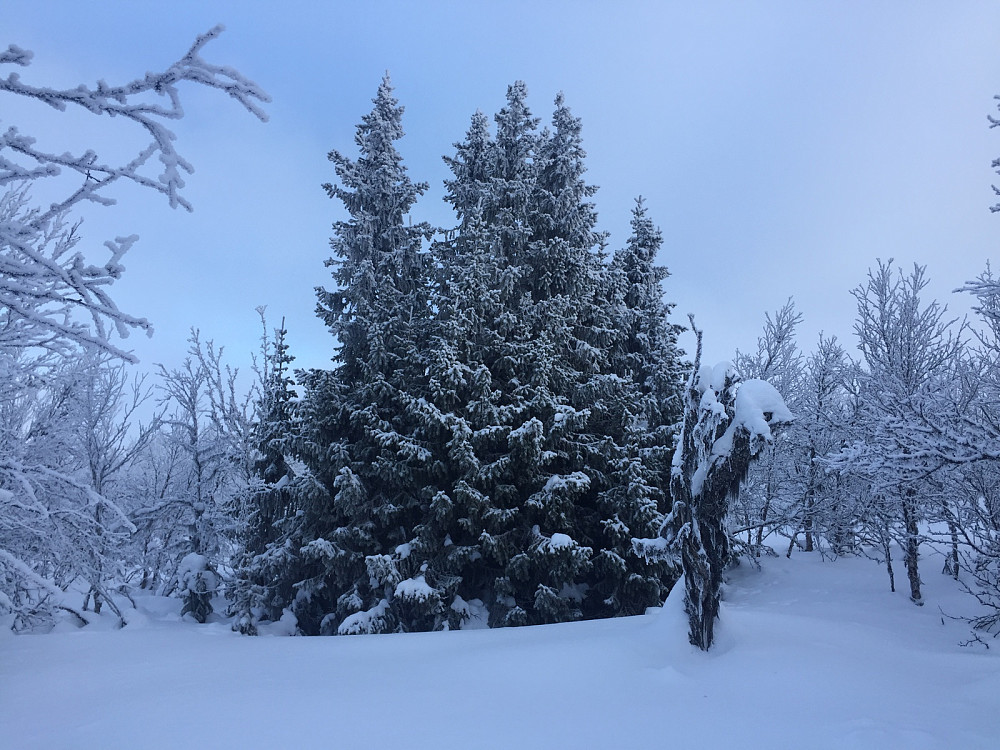 En fin treklynge/ dyrehjem�