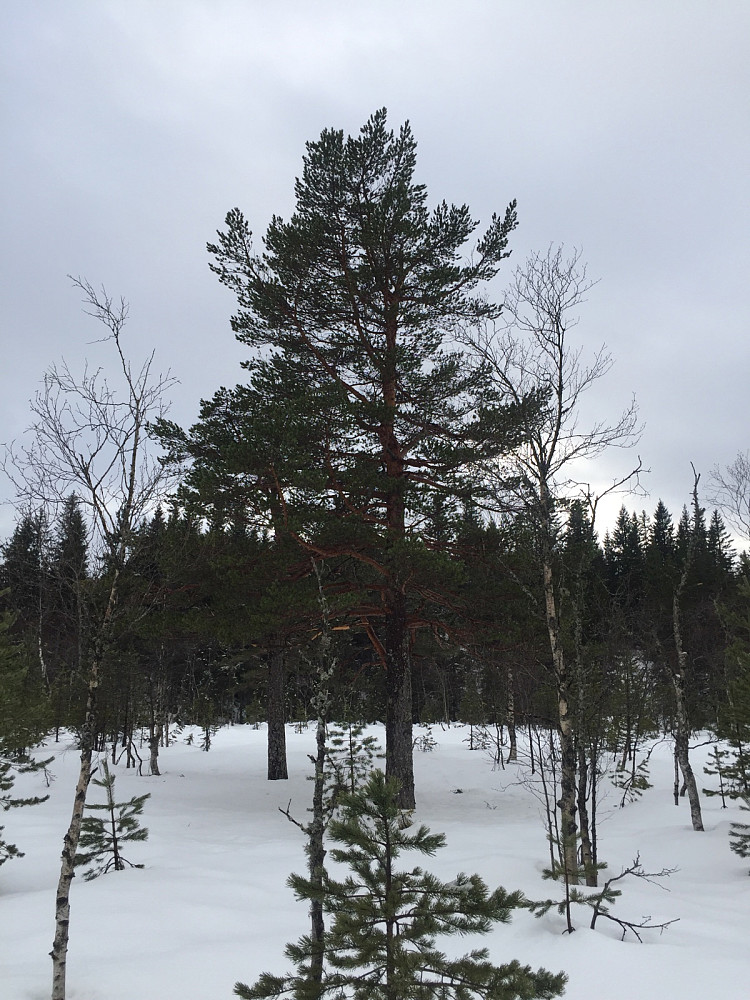 Vestmarkas fineste furu?