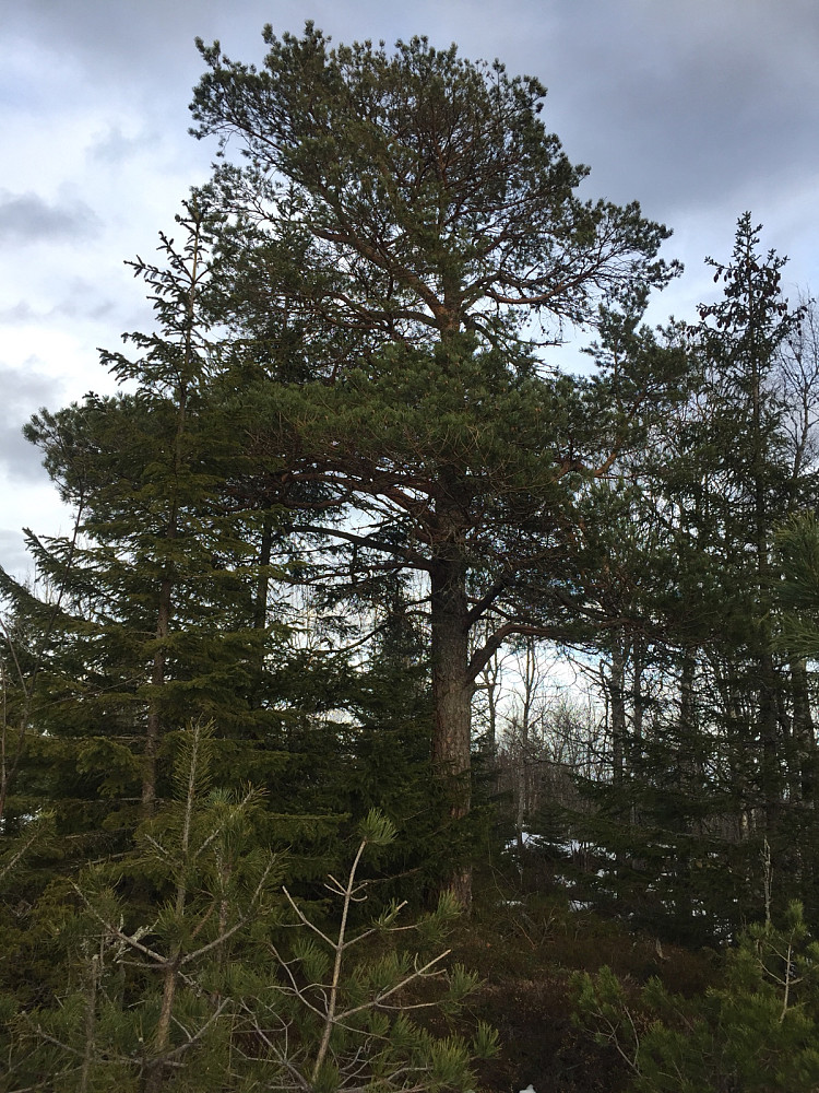 En av de vakre furuene på denne turen, på Djupedalsåsen