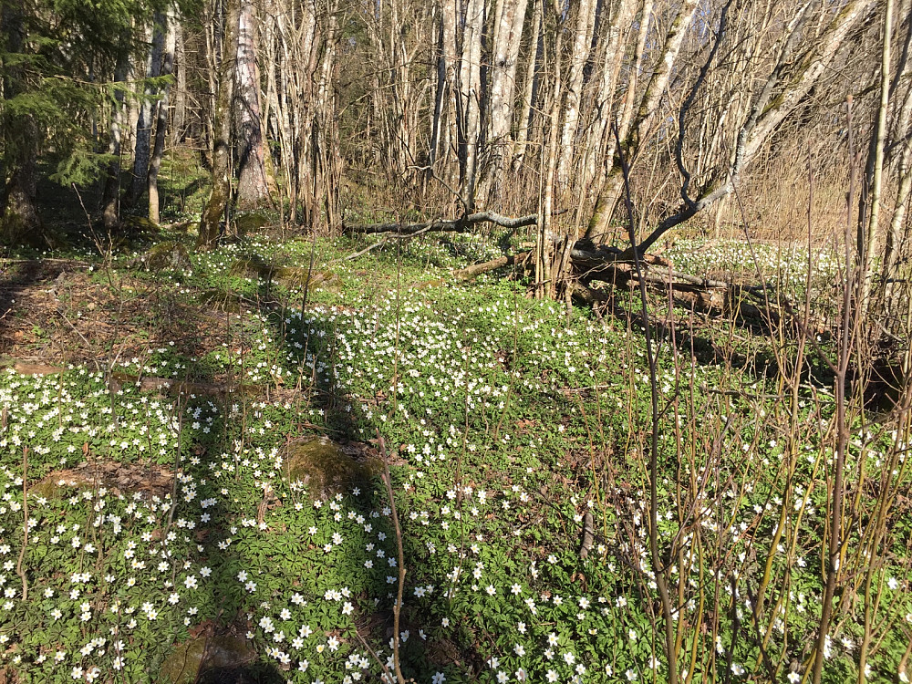 Hvitveisen blomstrer!
